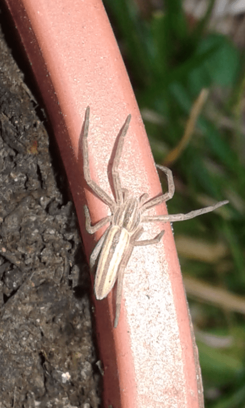 Philodromidae : Tibellus sp.